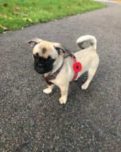 Pug puppies available in good health condition for new homes Image eClassifieds4U