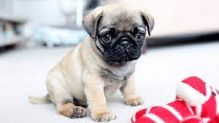 pug puppies to good homes Image eClassifieds4U