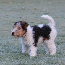 Wirefox Terrier puppies for sale Image eClassifieds4U