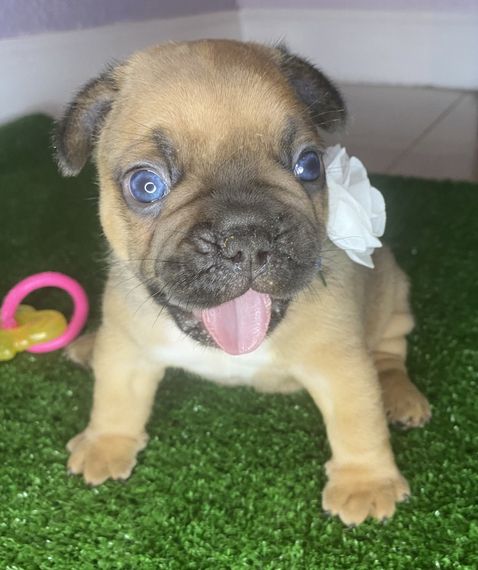 Male and Female English Bulldogs Image eClassifieds4u