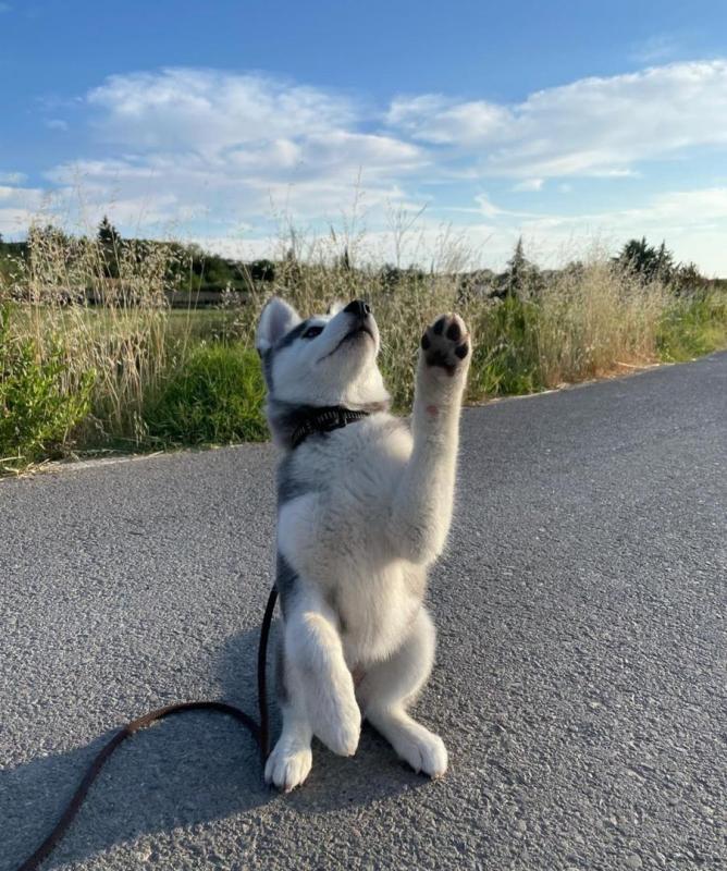 MALE AND FEMALE SIBERIAN HUSKY PUPPIES FOR ADOPTION [ luckpeter90@gmail.com] Image eClassifieds4u