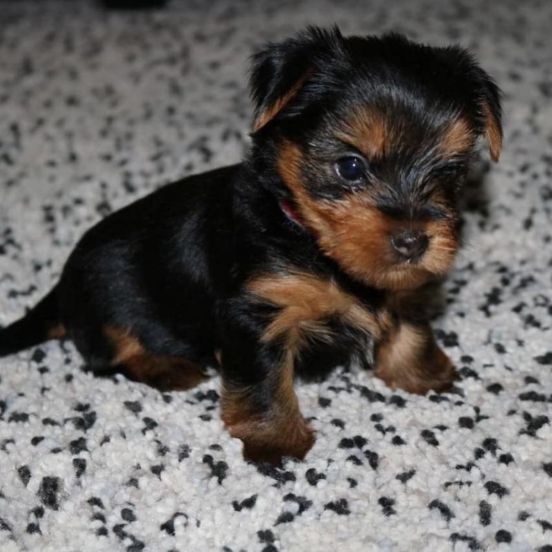 Male and Female Yorkie Puppies for adoption Email us ( dylanmilton225@gmail.com) Image eClassifieds4u
