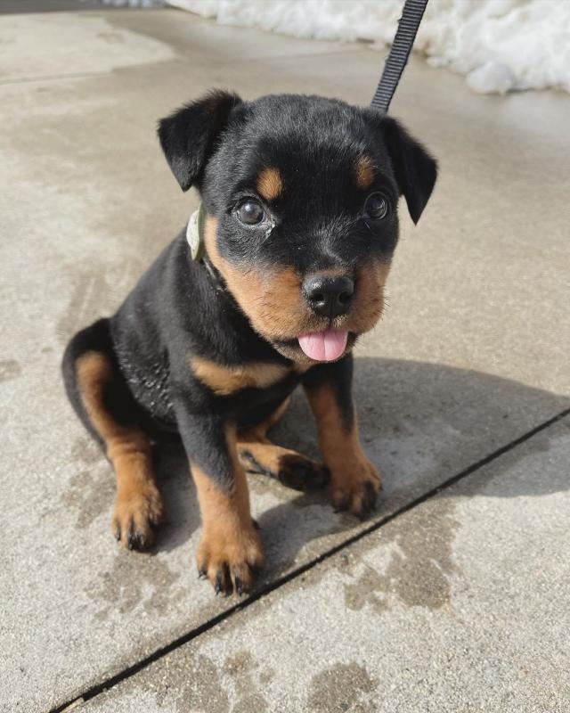 Rottweiler puppies available in good health condition for new homes Image eClassifieds4u