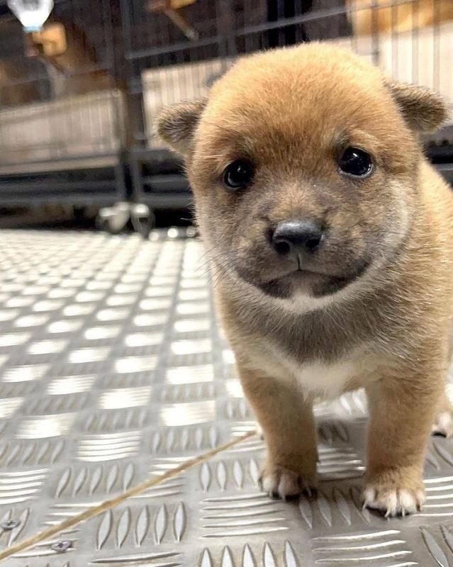 Shiba Inu puppies for sale Image eClassifieds4u