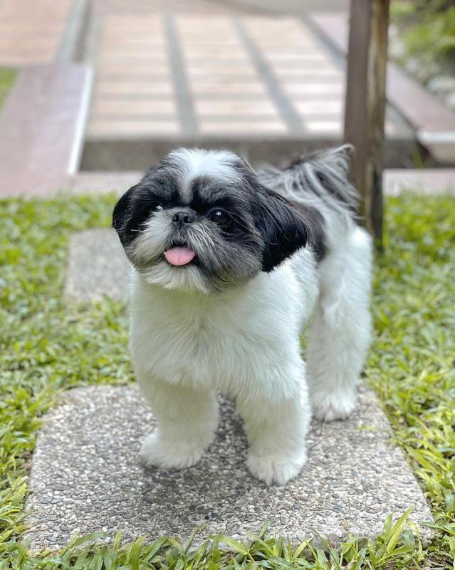SHih Tzu puppies for sale Image eClassifieds4u