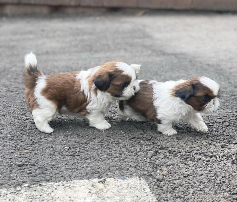 Shih Tzu Puppies Male And Female Puppies For Adoption (williamval909@gmail.com) Image eClassifieds4u