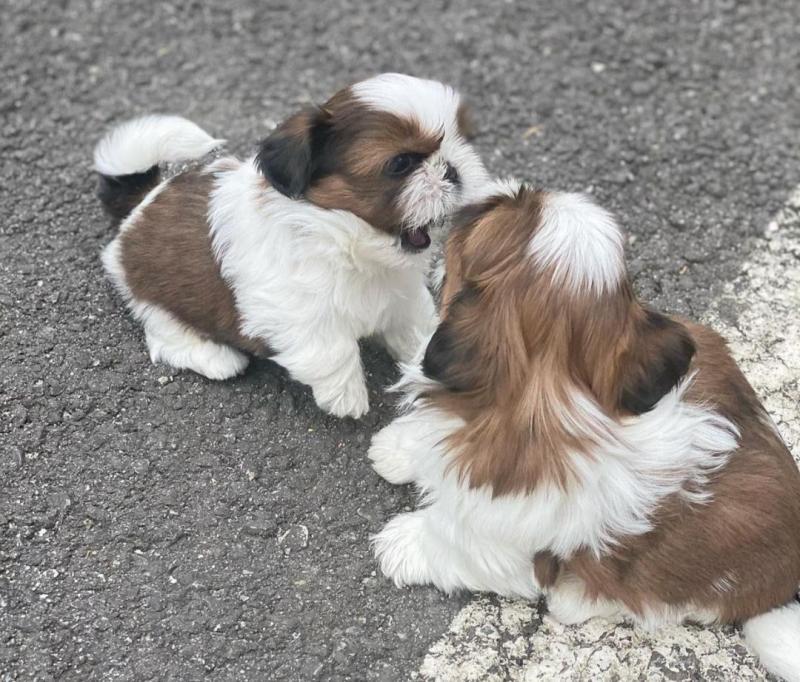 Shih Tzu Puppies Male And Female Puppies For Adoption (williamval909@gmail.com) Image eClassifieds4u