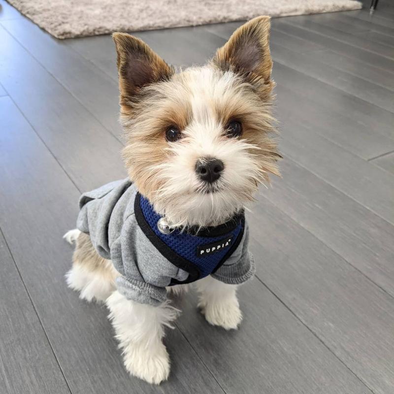 Yorkie puppies available in good health condition for new homes Image eClassifieds4u