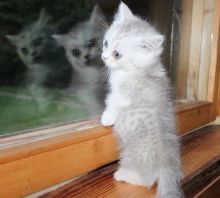 Adorable Munchkin Kittens