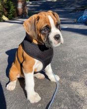 Beautiful/ Gorgeous Male And Female boxer Puppies available