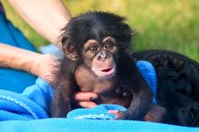 Here are some angelic baby Chimpanzee monkeys ready