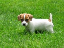 2 Jack Russell Terrier Pups