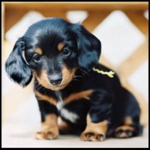 Adorable Dachshund Puppies