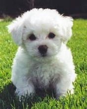 Available lovely and cute Bichon Frise puppies