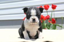 Beautiful Black brindle and white Boston Terrier Puppies