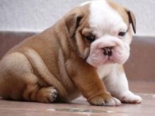 Cute and Adorable English bulldog Puppies for Adoption