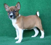 Cute and available Basenji puppies for rehoming