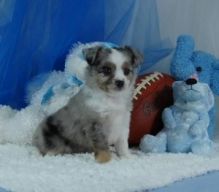 Cute Purebred Aussie Shepherd Puppies available
