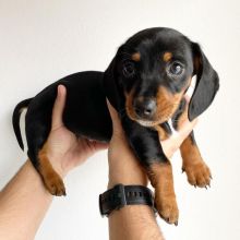 Dachshund puppies available in good health condition for new homes