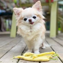 EXCELLENT ASTOUNDING CHIHUAHUA PUPPIES FOR GREAT HOMES