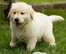 Golden Retriever puppies- Male & Female