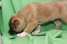 Healthy, home raised Akita pups available