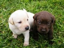 Home Trained Labrador Retriever Puppies