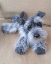 Lovely Schnauzer puppies for free.