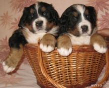 Outstanding Bernese Mountain Puppies