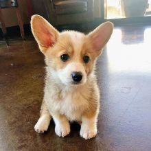 Pembroke Welsh Corgi puppies available in good health condition for new homes
