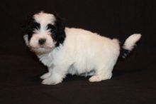 ready to go now Havanese puppies shining
