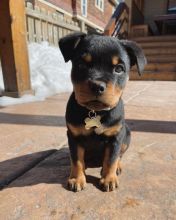 Rottweiler puppies available in good health condition for new homes