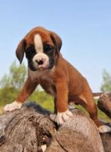 Two Friendly Boxer Puppies Available