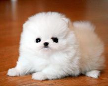 very tiny and petites Pomeranian puppies available