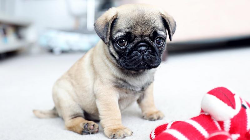 Affectionate Pug puppies For Free Adoption Image eClassifieds4u