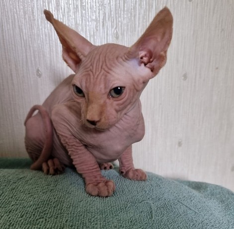 beautiful Sphynx kittens Image eClassifieds4u