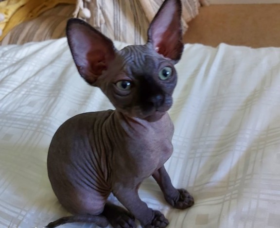 beautiful Sphynx kittens Image eClassifieds4u