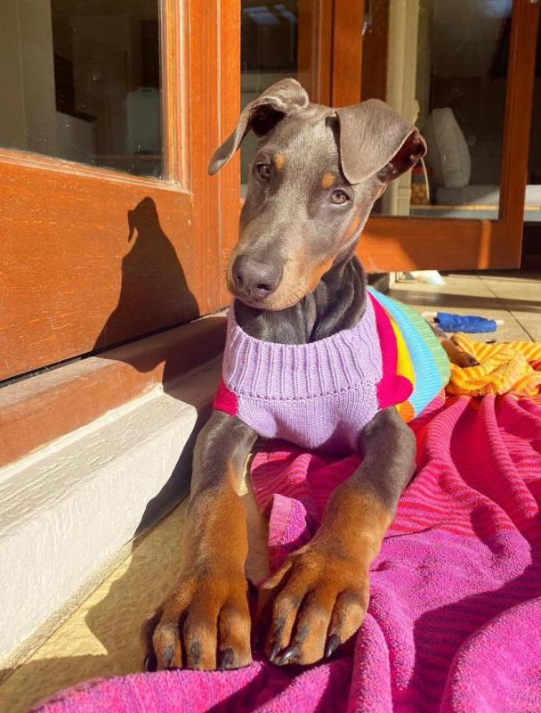 Doberman Pinscher Puppies Available For Good Homes Image eClassifieds4u