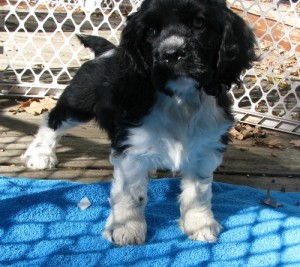 er Spaniels pups for rehoming Image eClassifieds4u