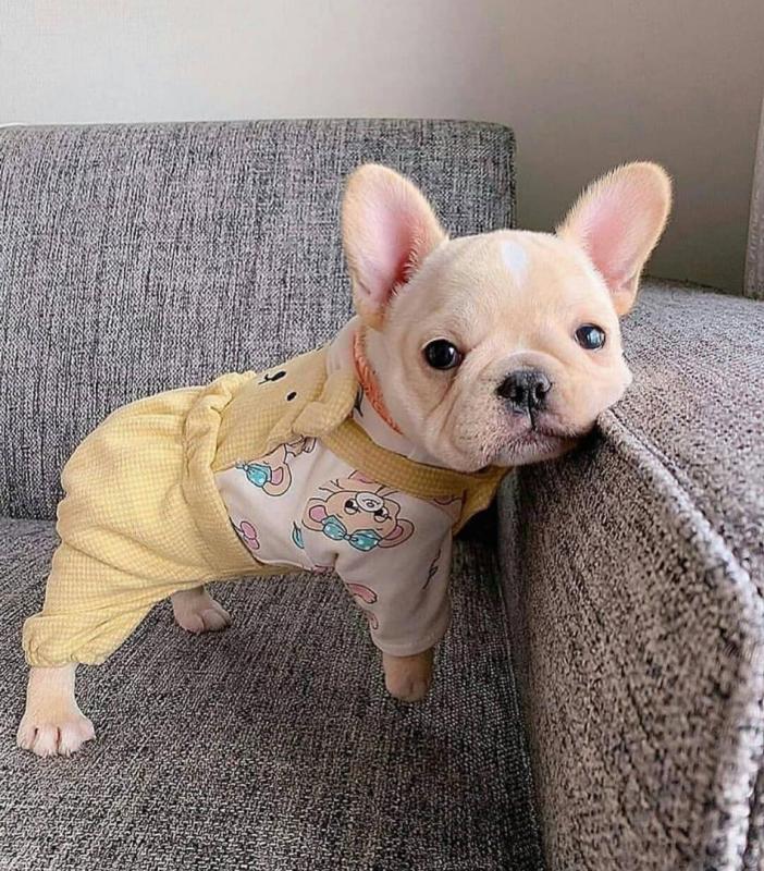 French Bulldog Puppies available, updated on vaccines , very healthy and Friendly Image eClassifieds4u
