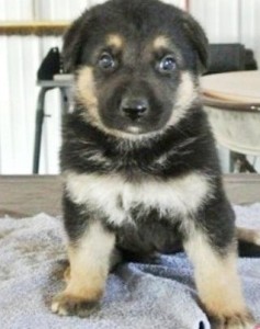 German Shepherd puppies for sale Image eClassifieds4u