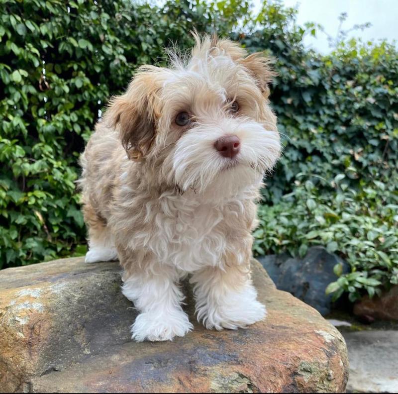 Havanese puppies available in good health condition for new homes Image eClassifieds4u