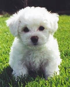 Lovely Bichon Frise Puppies For Sale Image eClassifieds4u