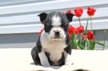 Beautiful Black brindle and white Boston Terrier Puppies Image eClassifieds4U
