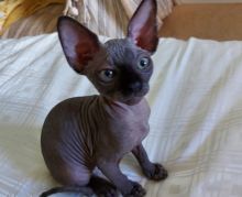 beautiful Sphynx kittens Image eClassifieds4u 1