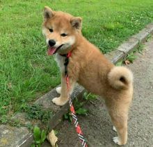 MALE AND FEMALE SHIBA INU PUPPIES AVAILABLE FOR ADOPTION (smithaiden723@gmail.com) Image eClassifieds4U