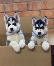 MALE AND FEMALE SIBERIAN HUSKY PUPPIES FOR ADOPTION [ luckpeter90@gmail.com] Image eClassifieds4U