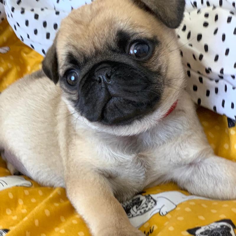 Pug puppies available in good health condition for new homes Image eClassifieds4u