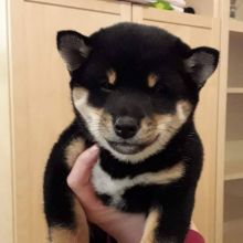 CUTE SHIBA INU (chenwibobo@gmail.com)