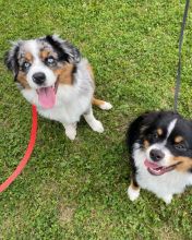 EXCELLENT AUSTRALIAN SHEPHERDS ( gilbertlims03@gmail.com)